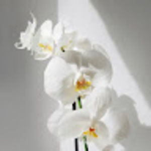 Meet your Posher, Nora